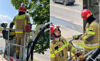 Uwięziony ptak wisiał na gałęzi. Nietypowa akcja strażaków z Gorzowa