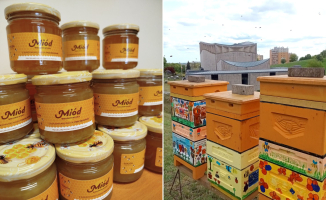 128 słoików miodu prosto z Gorzowa. A wszystko dzięki miejskim pszczołom