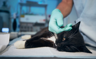 Miał zawieźć kotkę do lecznicy. Wyrzucił ją w kartonie, zwierzę nie przeżyło