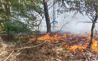Ściółka w lasach sucha jak pieprz. Obowiązuje najwyższy stopień zagrożenia pożarowego