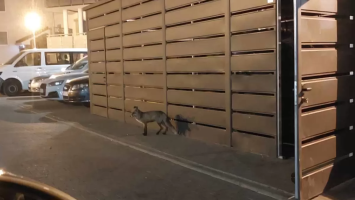 Lisy zadomowiły się na osiedlu. Czytelnicy: Tupanie i krzyki nie działają