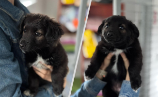 Gorzów: Szczeniaczek porzucony przed bramą schroniska. Pilnie szuka domu