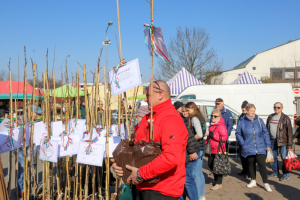 Festiwal renety landsberskiej w Gorzowie. MZK uruchomi darmowy autobus