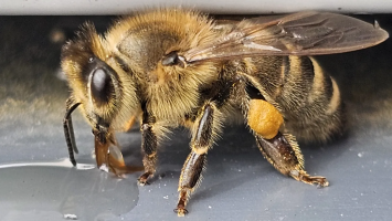 Zgnilec amerykański u pszczół. Gorzów w strefie zapowietrzonej