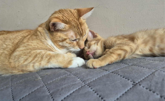 Świąteczna paka dla Anacondziaka. Te koty czekają na Twoje wsparcie