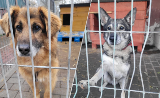 Te psy mogą nie przetrwać zimy w schronisku. Psi seniorzy szukają domów tymczasowych