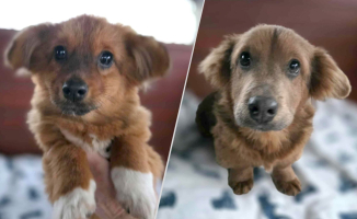 Szczeniaczki trafiły do schroniska. Szukają kochających domów!