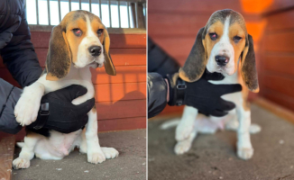 Pies to nie zabawka. Szczeniak trafił do schroniska w Święta Bożego Narodzenia