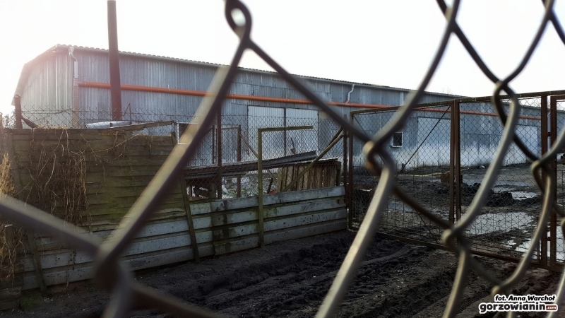 Próbki zbadano, wirusa nie wykryto