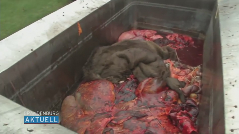 Zastrzelili żubra, jego mięso trafi na festyn grillowy [film i zdjęcia]