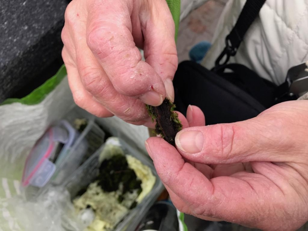 Pędzliczek przeszczepiony na inne drzewa