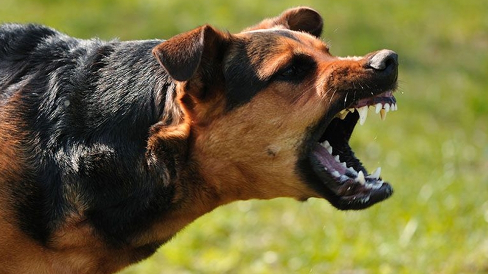 Wyższe kary za niedopilnowanie psa