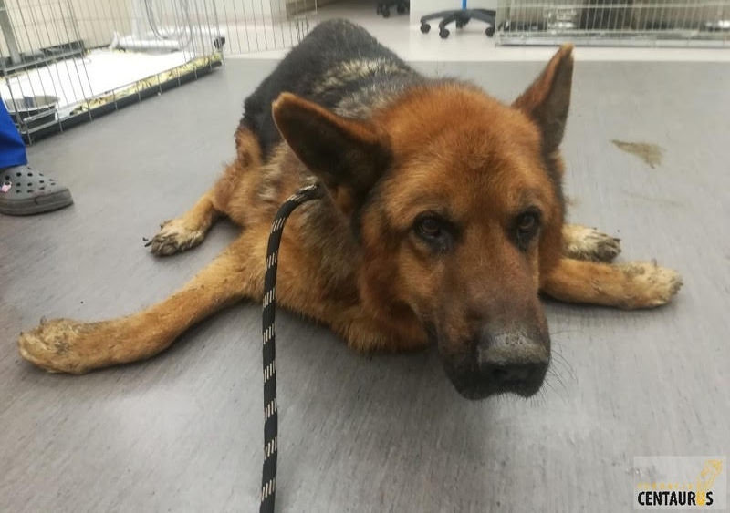 Cała Polska ratuje maltretowanego Nestora, psa organisty!