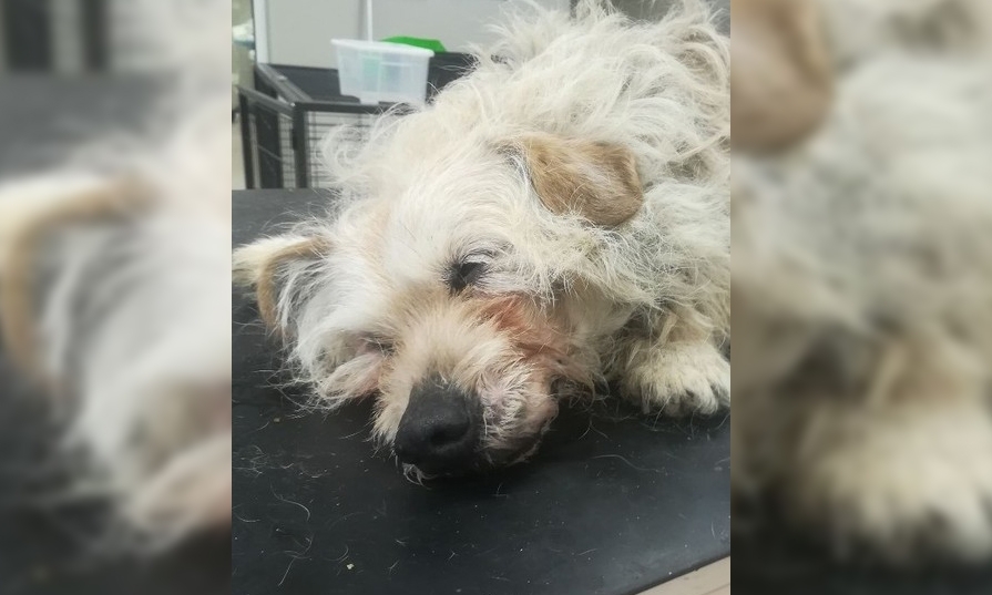 Czemu cała Polska ratuje Karmelka? Przeczytaj!