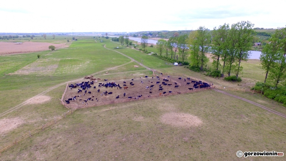 Po wyborach krowy pójdą na rzeź