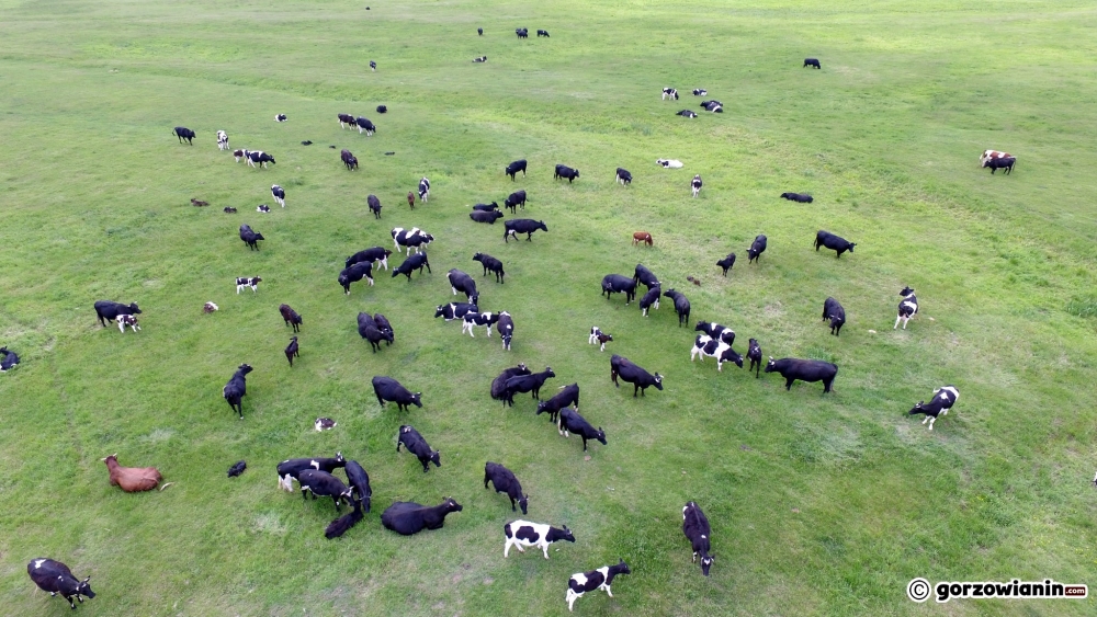 Pilnują krów przed zabiciem [film]