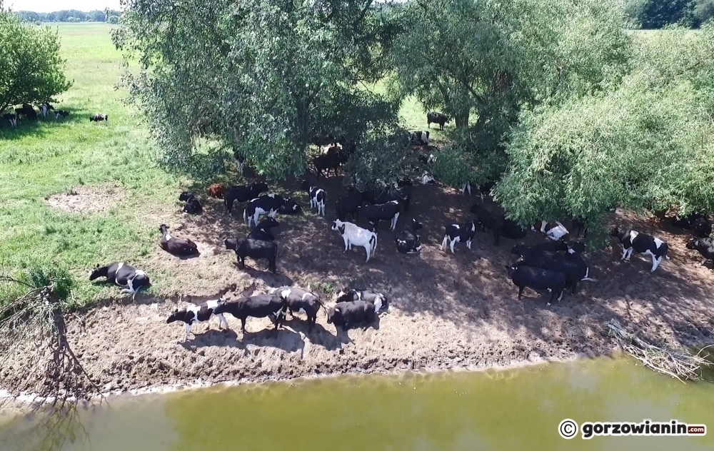Obrońcy krów: To co się dzieje, to skandal