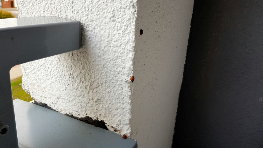 Inwazja biedronek azjatyckich w Gorzowie