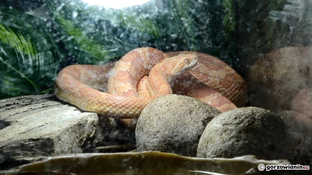 Wąż Andrzej wrócił do domu [film]