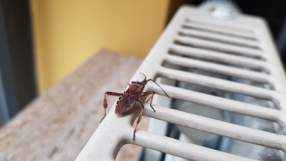 Wielki pluskwiak wchodzi do naszych domów