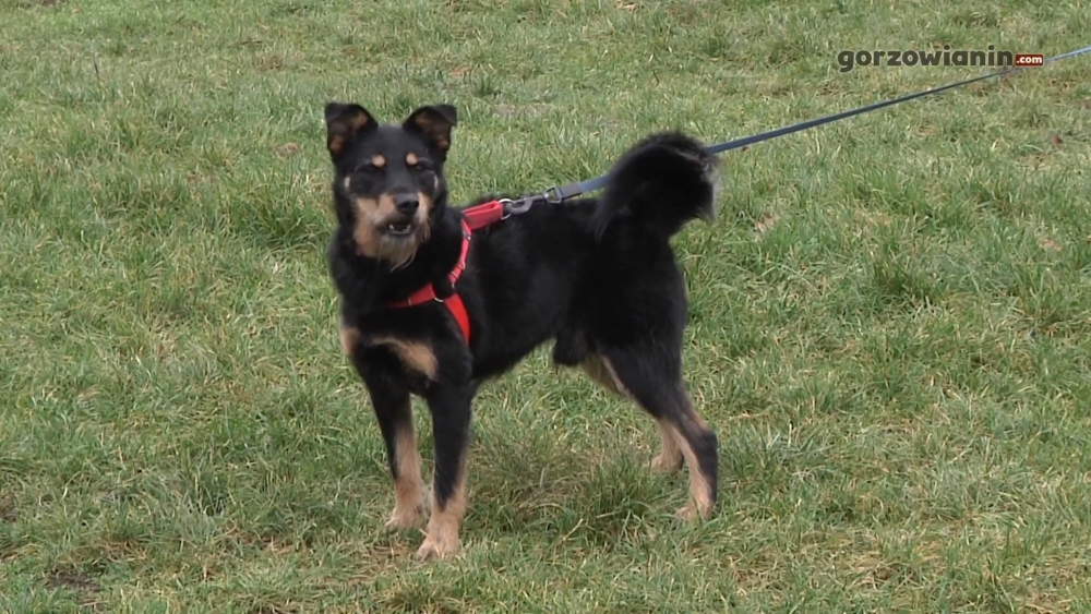 Pies zjadł kiełbasę z żyletkami