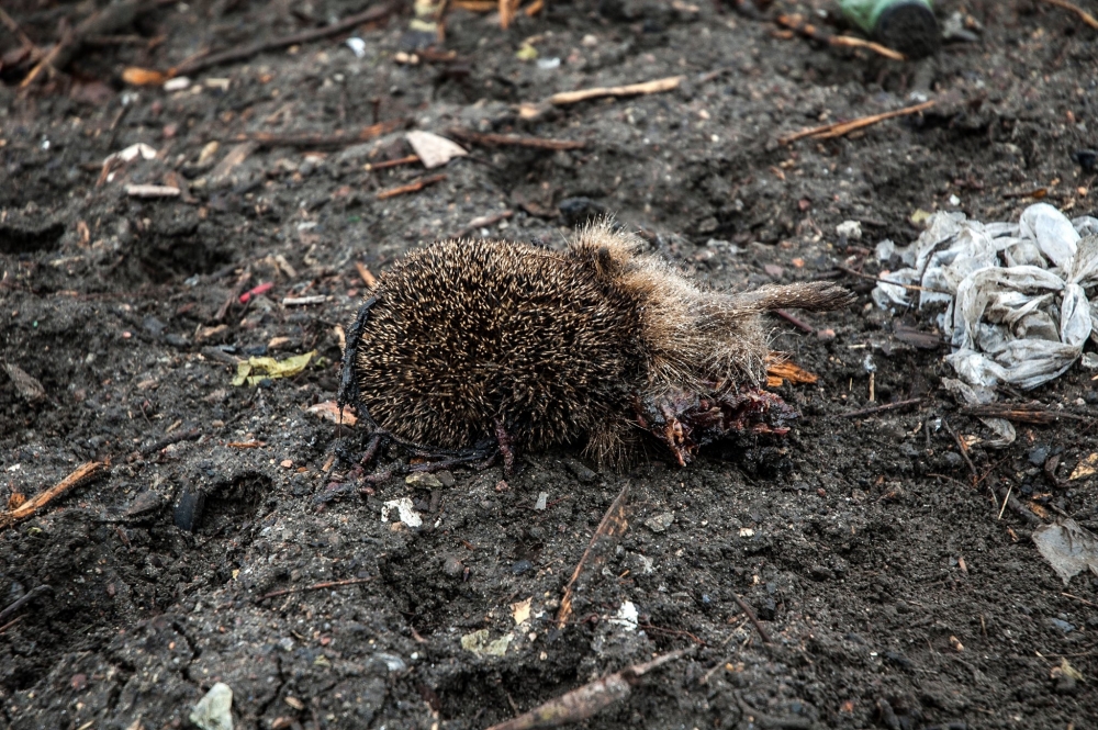 Wycinka krzaków zabiła jeże [zdjęcia]