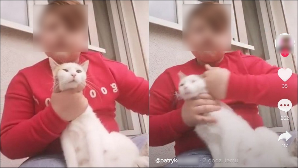 Chłopiec z Gorzowa znęcał się nad kotem. Nagranie wrzucił do internetu