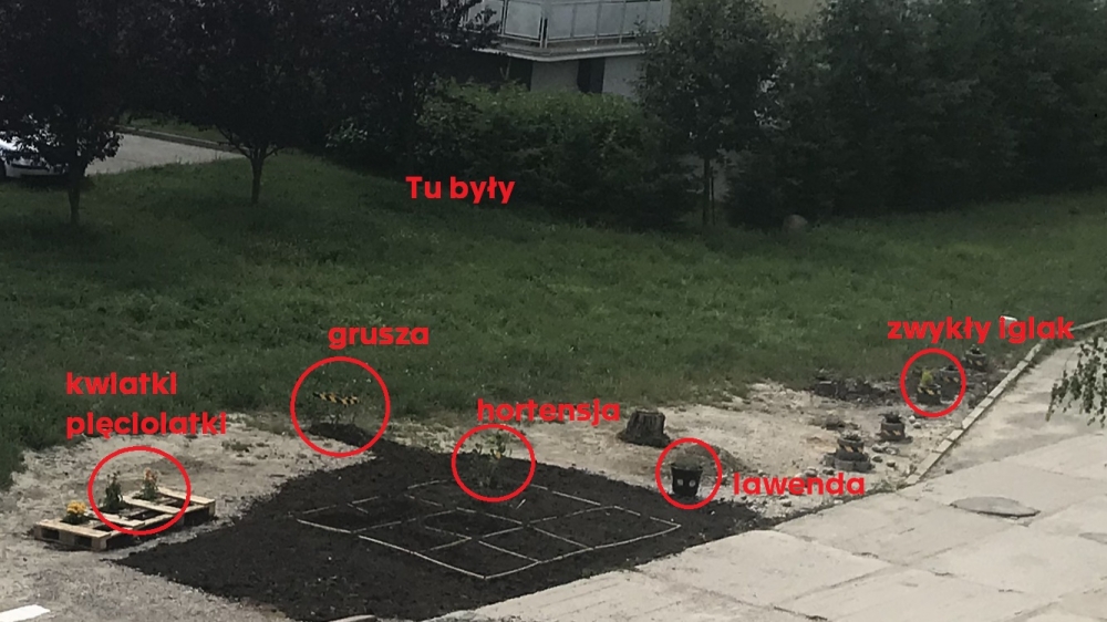 Zuchwała kradzież roślin, które posadzili mieszkańcy