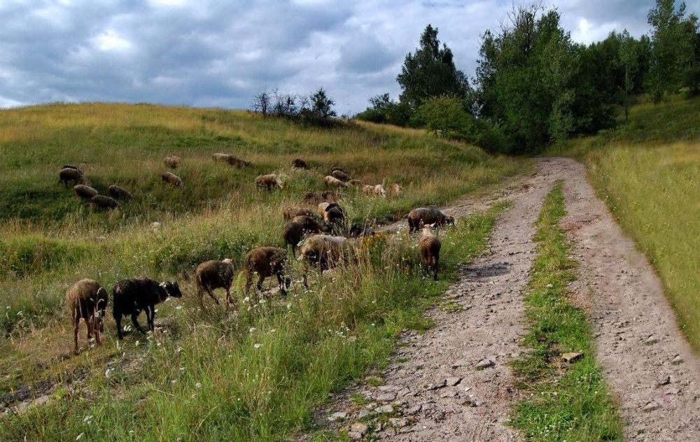 Owce jako żywe kosiarki na Gorzowskich Murawach