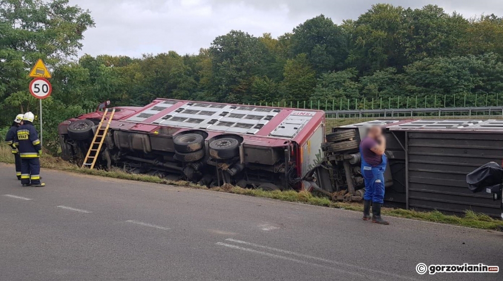 Wypadek ciężarówki przewożącej świnie
