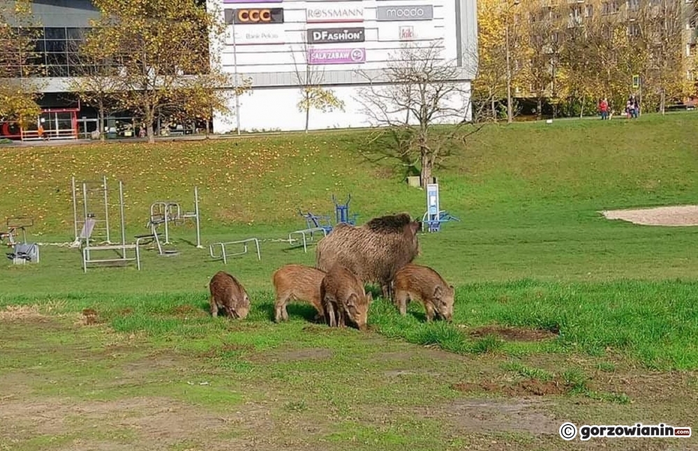 Zwiększenie odstrzału rozwiąże problem z dzikami?