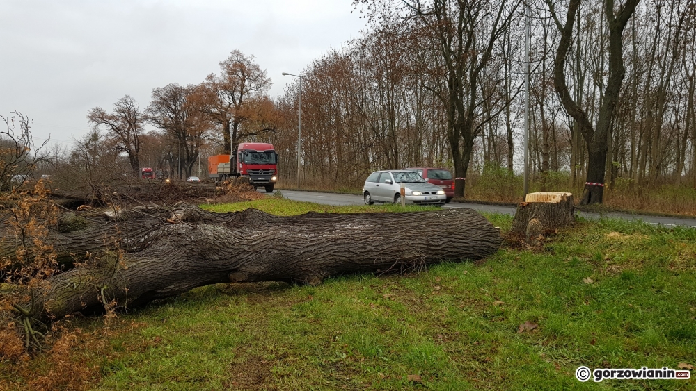 Wielka wycinka drzew przy Walczaka. Pod topór pójdzie kilkaset drzew [zdjęcia]