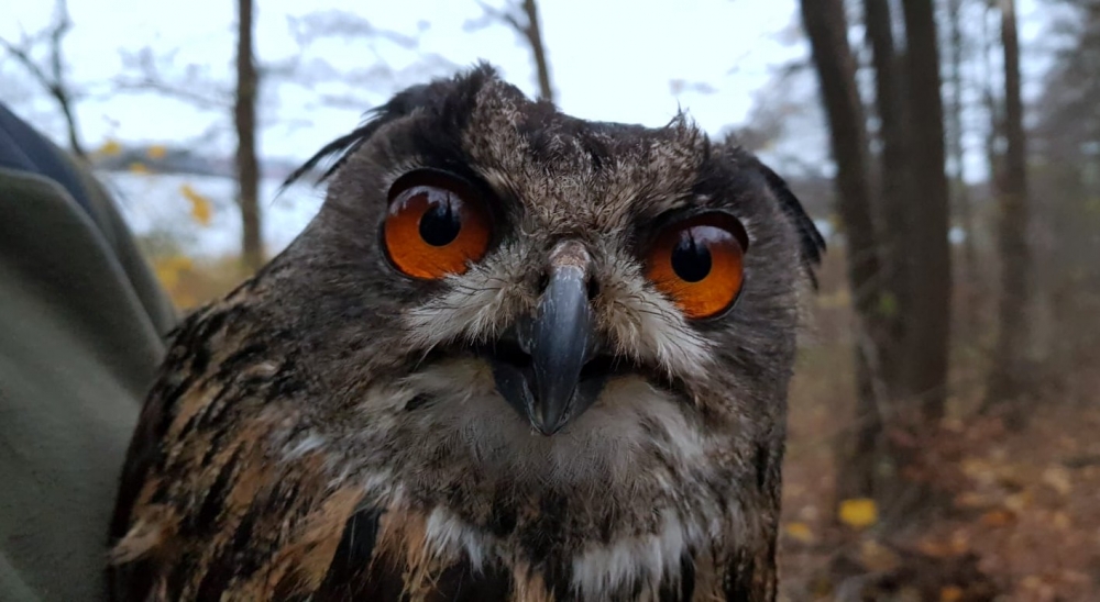 Leśnicy pomogli puchaczowi. Sowa wróciła do lasu