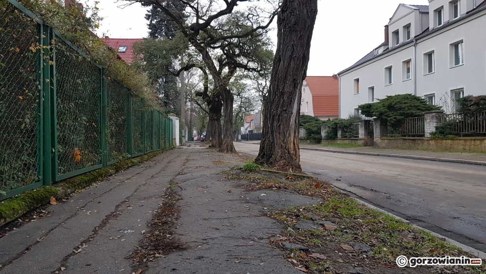 Mieszkańcy chcą remontu chodnika, ale nie wycinki drzew