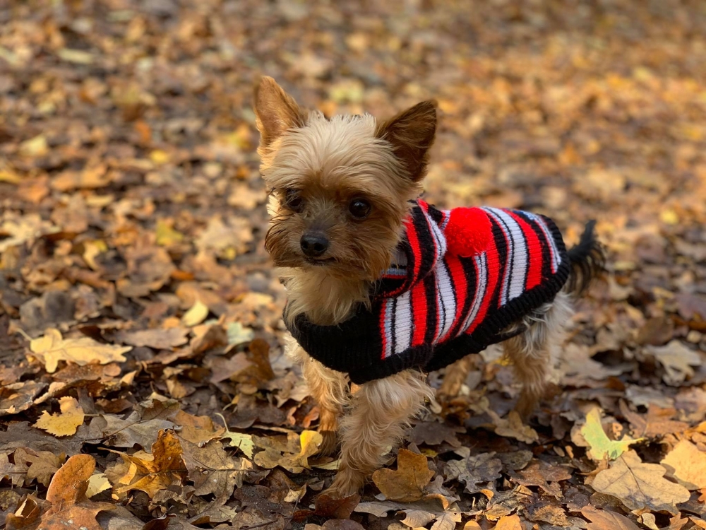 Owczarki zagryzły yorka. 10-letnia Ewa otrzymała nowego psa