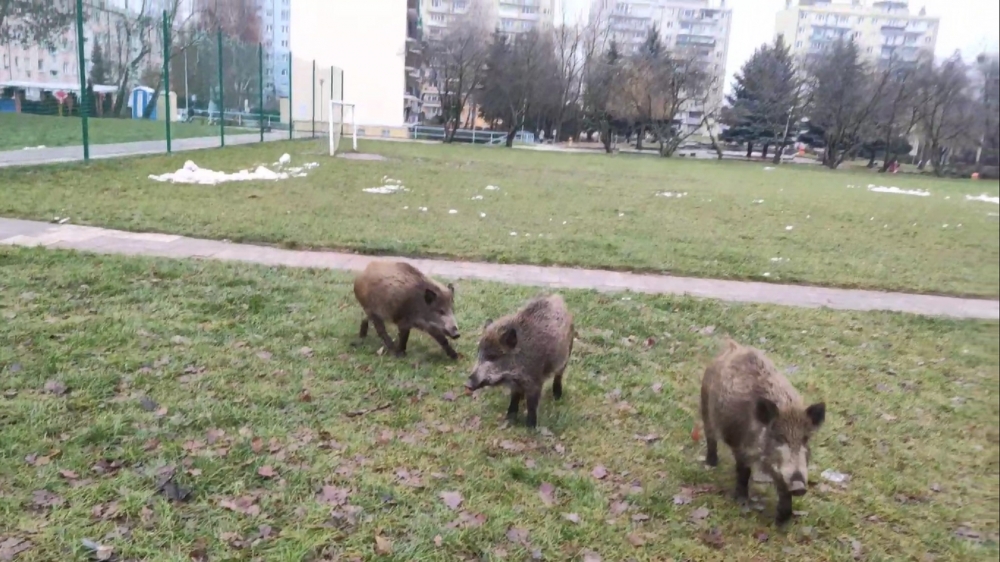 Mieszkańcy coraz częściej skarżą się na dziki biegające po mieście [film]