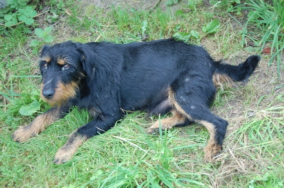 Kłodawa: Znaleziono psa