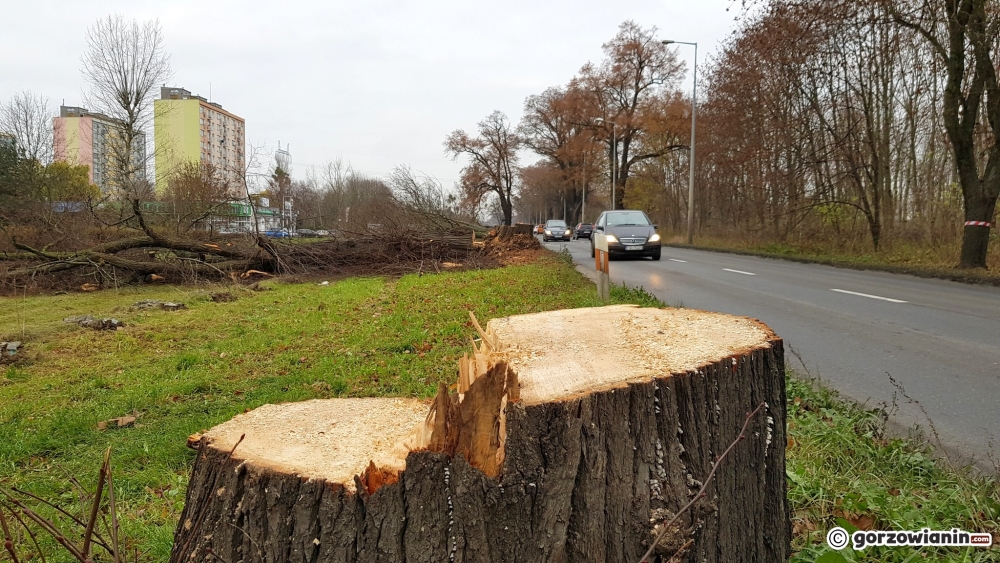 Jesteś przeciwny wycince drzew czy częstemu koszeniu trawników? Zabierz głos w sprawie zieleni w mieście