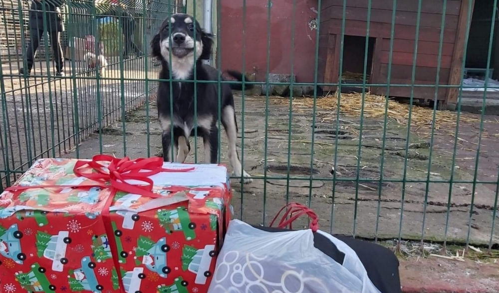 Zostań św. Mikołajem psiaków ze schroniska