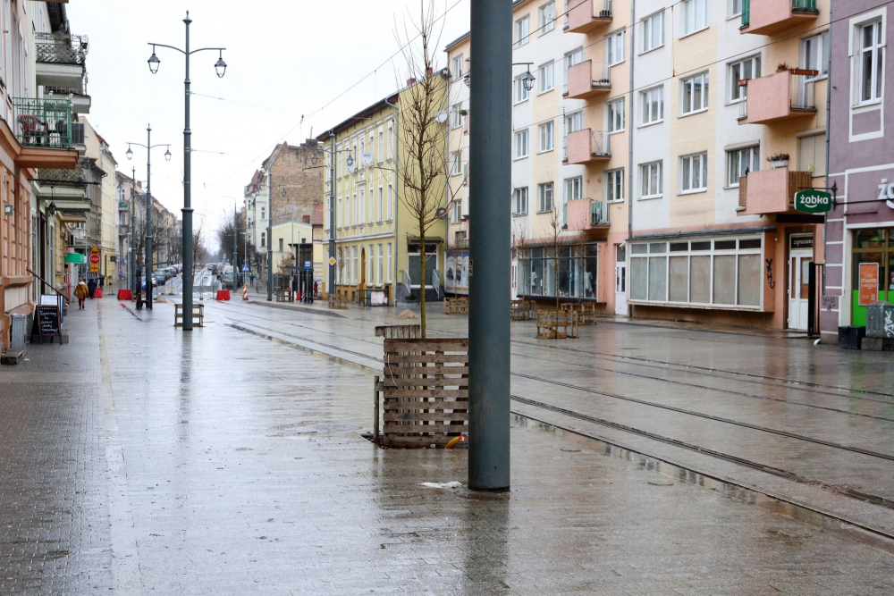 Wzdłuż deptaka na Chrobrego zostały posadzone klony 