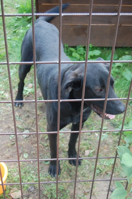 Kłodawa: Znaleziono psa