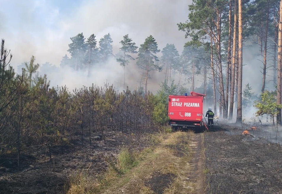 Pożar lasu pod Gorzowem. Trwa akcja gaśnicza