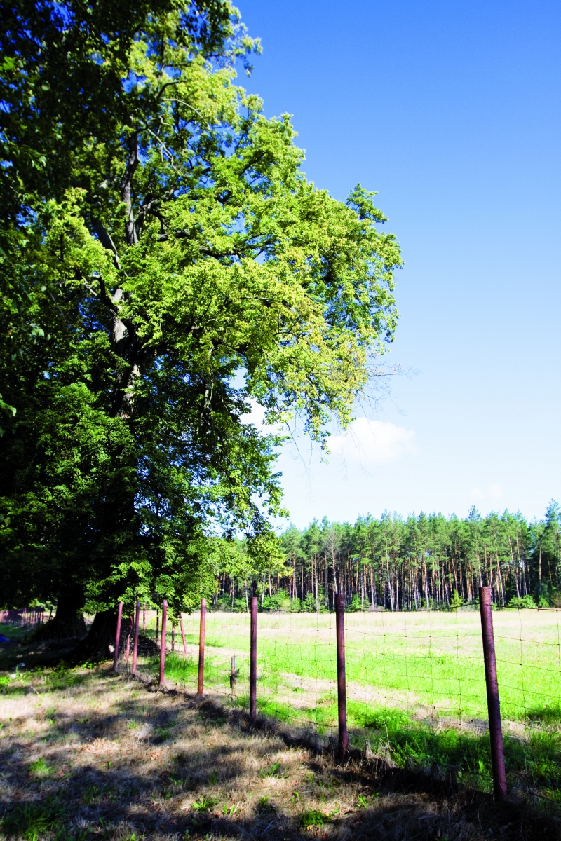 Nie damy naszych lip!