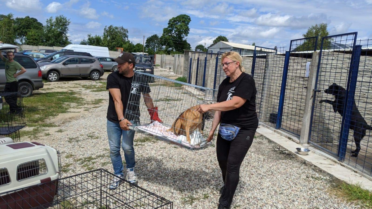 Azylobus dla schroniska. Rusza zbiórka na samochód dla zwierzaków