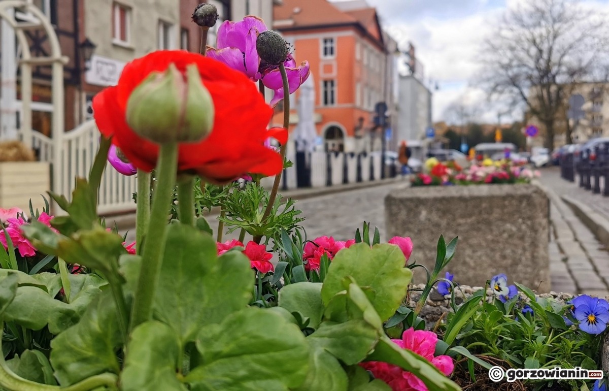 Trzy firmy chcą zająć się wiosennymi nasadzeniami w mieście