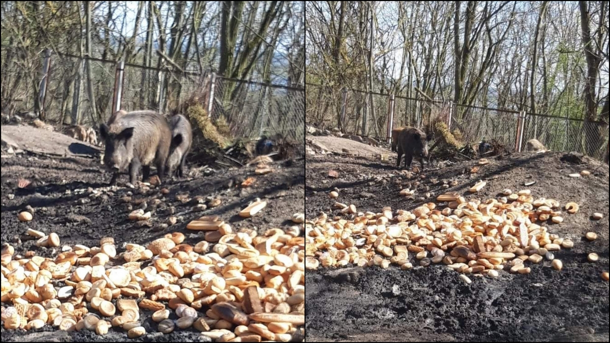 Gorzów walczy z dzikami. Zwierzęta idą do odstrzału