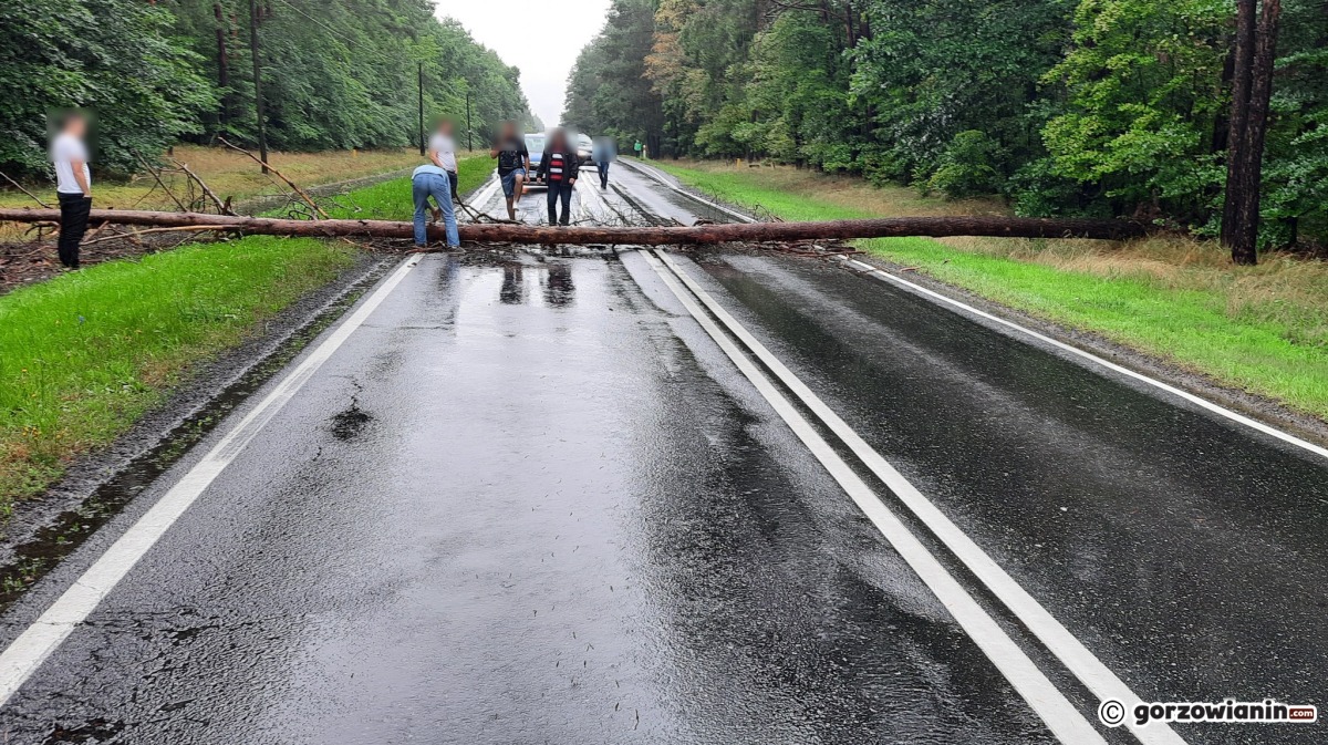 Drzewo spadło na DK22 koło Gorzowa. Doszło do zderzenia dwóch aut