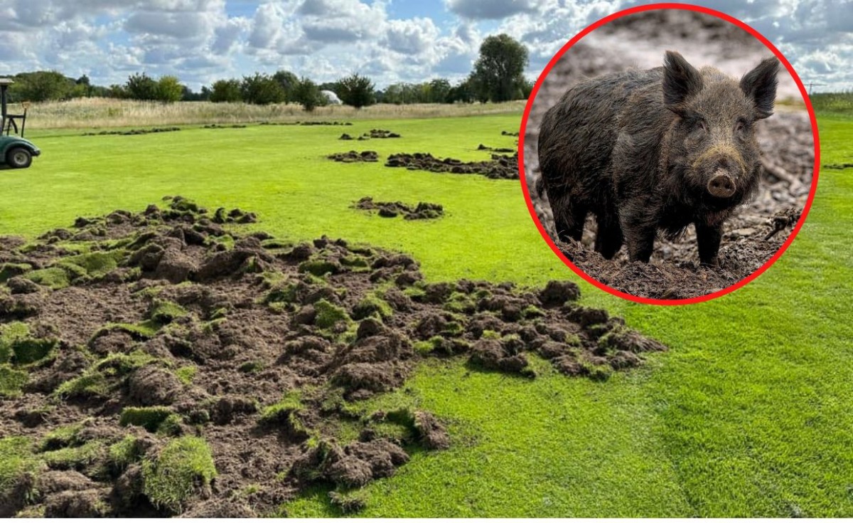 Szkody na polu golfowym w Gorzowie. Dziki zniszczyły ogrodzenie i trawniki