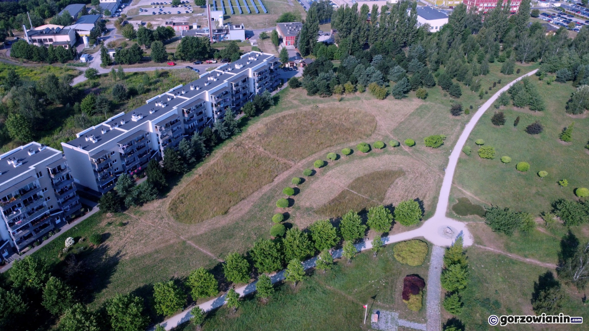 Sterylizacja kotów i budowa toru rolkowego. To zwycięskie zadania w Gorzowie