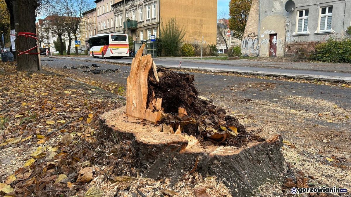 Drewno z wycinki na Kosynierów Gdyńskich trafi do „Ogrodnika”